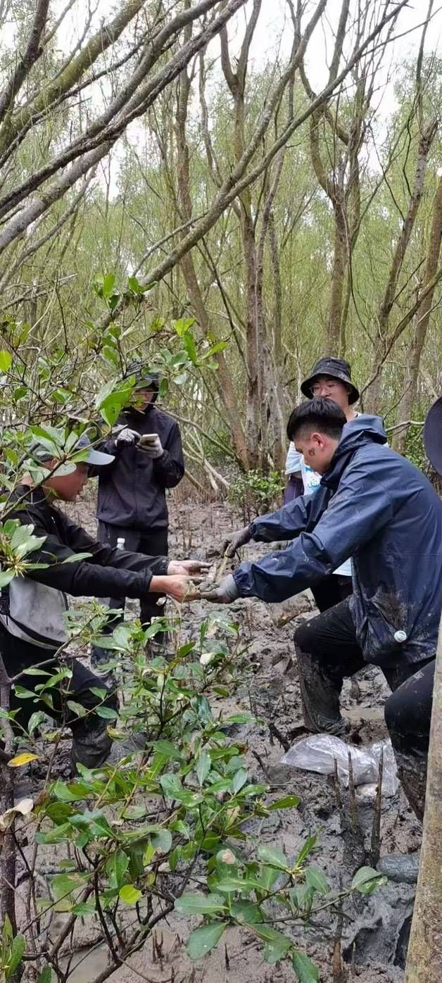 MK平台科研人员在红树林测量数据。